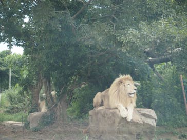 秋吉台自然動物公園 サファリランドに投稿された画像（2021/7/23）