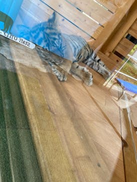 秋吉台自然動物公園 サファリランドに投稿された画像（2021/7/23）