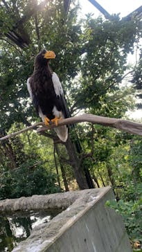 旭川市旭山動物園に投稿された画像（2021/7/23）