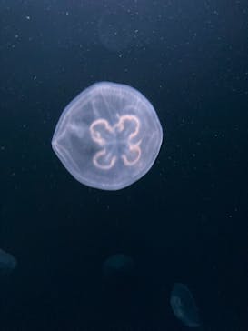 サンシャイン水族館に投稿された画像（2021/7/23）