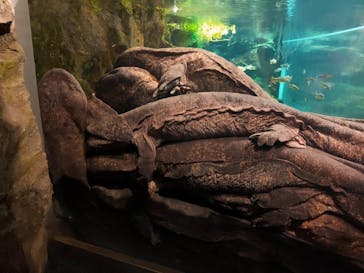 京都水族館に投稿された画像（2021/7/23）