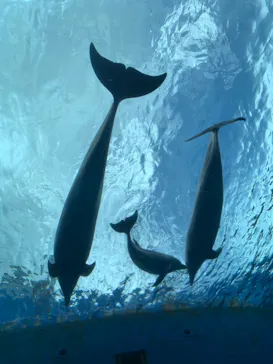 横浜・八景島シーパラダイスに投稿された画像（2021/7/23）