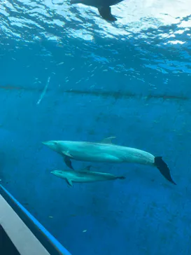 横浜・八景島シーパラダイスに投稿された画像（2021/7/23）