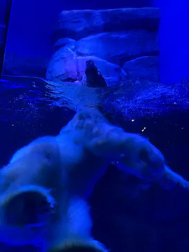 横浜・八景島シーパラダイスに投稿された画像（2021/7/23）