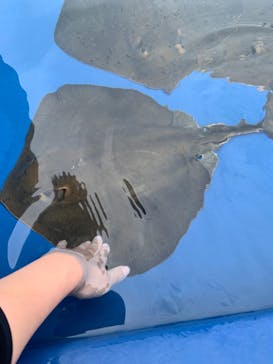 大分マリーンパレス水族館 「うみたまご」に投稿された画像（2021/7/23）