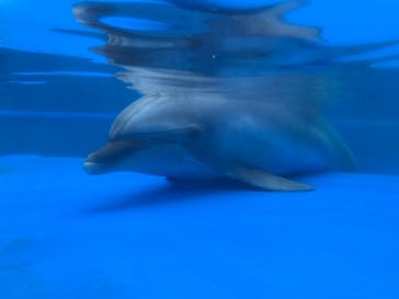 大分マリーンパレス水族館 「うみたまご」に投稿された画像（2021/7/23）