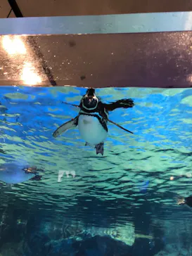 すみだ水族館に投稿された画像（2021/7/23）