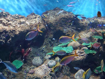 アクアワールド茨城県大洗水族館に投稿された画像（2021/7/23）