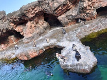 アクアワールド茨城県大洗水族館に投稿された画像（2021/7/23）