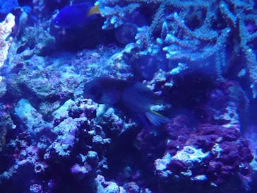 アクアワールド茨城県大洗水族館に投稿された画像（2021/7/23）