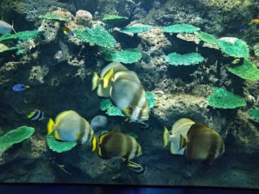 アクアワールド茨城県大洗水族館に投稿された画像（2021/7/23）