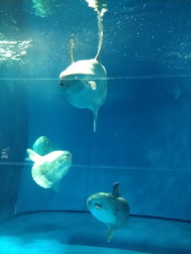 アクアワールド茨城県大洗水族館に投稿された画像（2021/7/23）