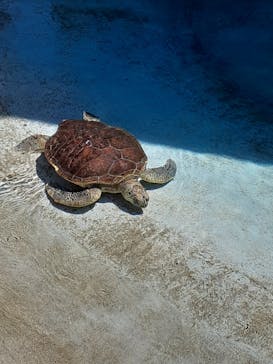 新江ノ島水族館に投稿された画像（2021/7/23）