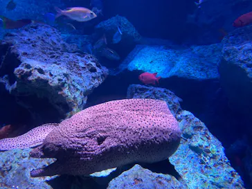 すみだ水族館に投稿された画像（2021/7/23）