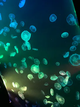すみだ水族館に投稿された画像（2021/7/23）