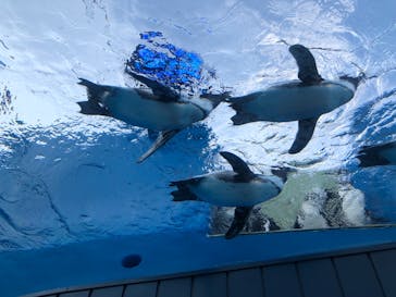 サンシャイン水族館に投稿された画像（2021/7/23）
