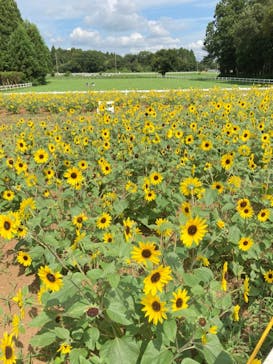 成田ゆめ牧場に投稿された画像（2021/7/23）