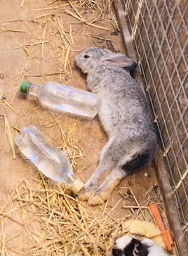 しろとり動物園に投稿された画像（2021/7/23）