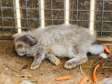 しろとり動物園に投稿された画像（2021/7/23）