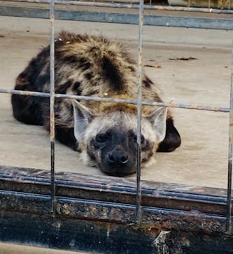 しろとり動物園に投稿された画像（2021/7/23）
