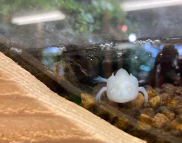 しろとり動物園に投稿された画像（2021/7/23）