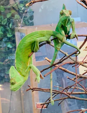 しろとり動物園に投稿された画像（2021/7/23）