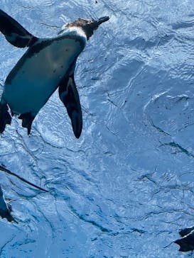 サンシャイン水族館に投稿された画像（2021/7/23）