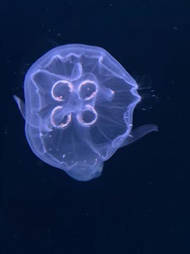 サンシャイン水族館に投稿された画像（2021/7/23）