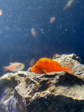 サンシャイン水族館に投稿された画像（2021/7/23）