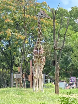 天王寺動物園に投稿された画像（2021/7/23）