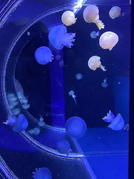 すみだ水族館に投稿された画像（2021/7/23）