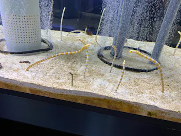 すみだ水族館に投稿された画像（2021/7/23）