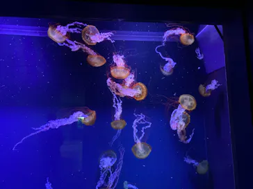 すみだ水族館に投稿された画像（2021/7/23）