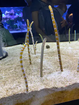 すみだ水族館に投稿された画像（2021/7/23）