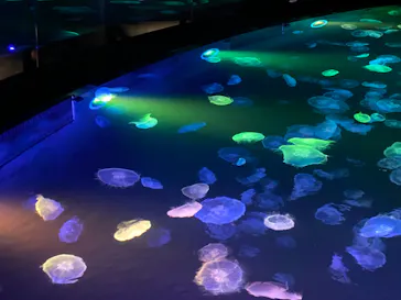 すみだ水族館に投稿された画像（2021/7/23）