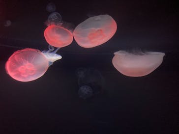 サンシャイン水族館に投稿された画像（2021/7/23）