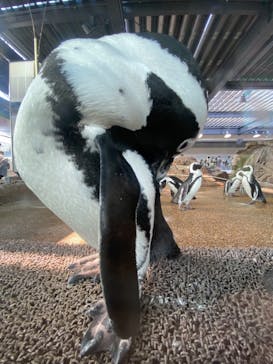 京都水族館に投稿された画像（2021/7/23）