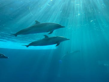 四国水族館に投稿された画像（2021/7/23）