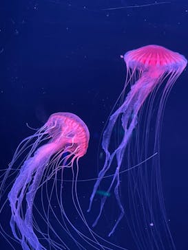 四国水族館に投稿された画像（2021/7/23）