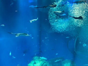 アクアワールド茨城県大洗水族館に投稿された画像（2021/7/23）