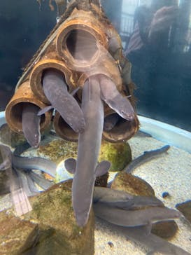 アクアワールド茨城県大洗水族館に投稿された画像（2021/7/23）