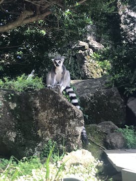 伊豆シャボテン動物公園に投稿された画像（2021/7/23）