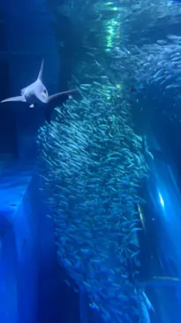 横浜・八景島シーパラダイスに投稿された画像（2021/7/23）