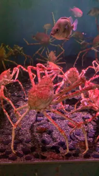 横浜・八景島シーパラダイスに投稿された画像（2021/7/23）