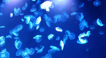 すみだ水族館に投稿された画像（2021/7/23）