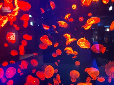 名古屋港水族館に投稿された画像（2021/7/23）