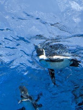 サンシャイン水族館に投稿された画像（2021/7/23）