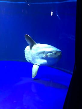 サンシャイン水族館に投稿された画像（2021/7/23）