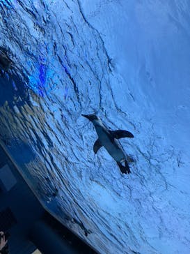 サンシャイン水族館に投稿された画像（2021/7/23）
