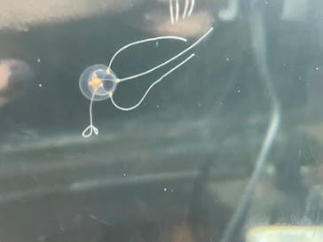 新江ノ島水族館に投稿された画像（2021/7/23）